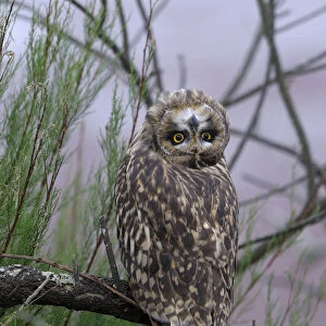 Short eared owl (Asio flammeus) tilting head upside down and backwards, Breton Marsh