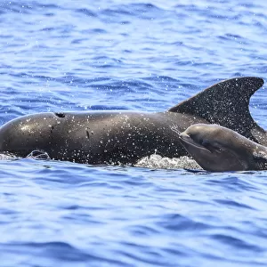 Short-finned pilot whale (Globicephala macrorhynchus) mother and calf surfacing, South Tenerife