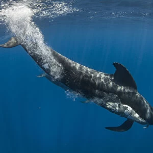 Short-finned pilot whale (Globicephala macrorhynchus) female carrying dead calf