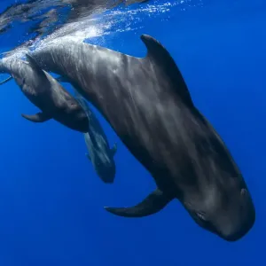 Short-finned pilot whale (Globicephala macrorhynchus), three diving. Tenerife, Canary Islands Short-finned pilot whale (Globicephala macrorhynchus), three diving. Tenerife, Canary Islands