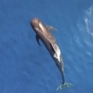 Short-finned pilot whale Print (Aerial View) Short-finned pilot whale Print (Aerial View)