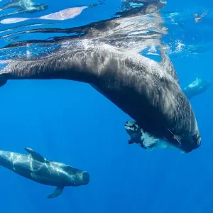 Short-finned pilot whale (Globicephala macrorhynchus) female carrying dead calf Short-finned pilot whale (Globicephala macrorhynchus) female carrying dead calf