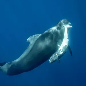 Short-finned pilot whale (Globicephala macrorhynchus) female carrying dead calf Short-finned pilot whale (Globicephala macrorhynchus) female carrying dead calf