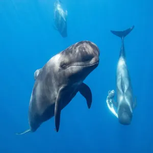 Short-finned pilot whale (Globicephala macrorhynchus) male escort with female carrying Short-finned pilot whale (Globicephala macrorhynchus) male escort with female carrying