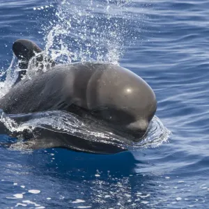 Ballena piloto de aleta corta (Globicephala macrorhynchus) emergiendo, sur de Tenerife, Islas Canarias. Ballena piloto de aleta corta (Globicephala macrorhynchus) emergiendo, sur de Tenerife, Islas Canarias.