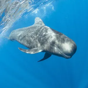 Short-finned pilot whale (Globicephala macrorhynchus) swimming below surface Short-finned pilot whale (Globicephala macrorhynchus) swimming below surface