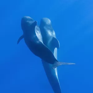 Two Short-finned pilot whales (Globicephala macrorhynchus) Pico, Azores, Portugal