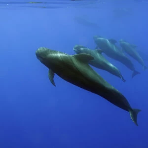 Four Short finned pilot whales (Globicephala macrorhynchus) in a line, Pico, Azores