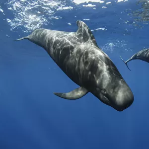 Short-finned pilot whales (Globicephala macrorhynchus) two just below surface, Los Gigantes