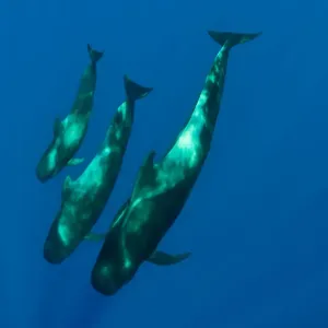 Three Short finned pilot whales (Globicephala macrorhynchus) Canary Islands, Spain Three Short finned pilot whales (Globicephala macrorhynchus) Canary Islands, Spain