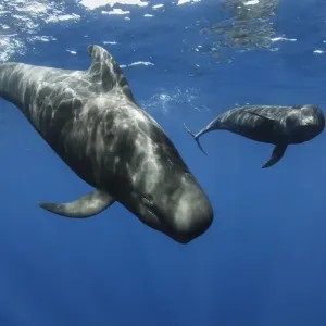Ballenas piloto de aleta corta (Globicephala macrorhynchus) dos justo debajo de la superficie, Los Gigantes. Ballenas piloto de aleta corta (Globicephala macrorhynchus) dos justo debajo de la superficie, Los Gigantes.