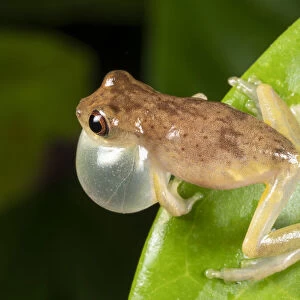 Short-headed treefrog (Dendropsophus brevifrons) calling with inflated vocal sac