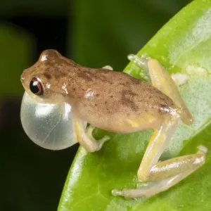 Short-headed treefrog (Dendropsophus brevifrons) calling with inflated vocal sac Short-headed treefrog (Dendropsophus brevifrons) calling with inflated vocal sac
