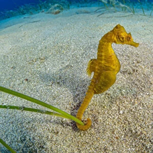 Short-snouted seahorse (Hippocampus hippocampus) male, Ponza Island, Italy