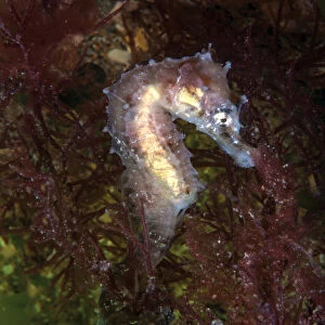 Short snouted seahorse juvenile (Hippocampus hippocampus) Sark, British Channel Islands, August