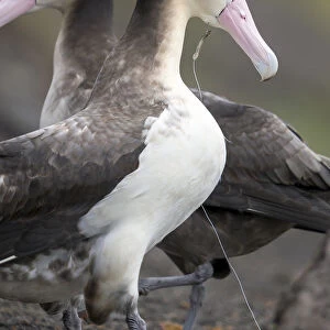 Short tailed albatross (Phoebastria albatrus) subadult with fish-hook and monofilament
