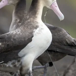 Short-tailed Albatross Print: Subadult with Entangled Hook and Monofilament Short-tailed Albatross Print: Subadult with Entangled Hook and Monofilament