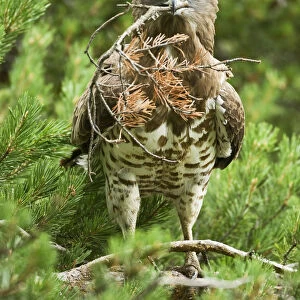 Short toed snake eagle (Circaetus gallicus) building its nest, Verdon, France, France