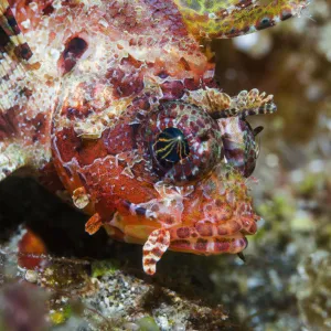 Shortfin lionfish (Dendrochirus brachypterus). Lembeh Strait, North Sulawesi, Indonesia