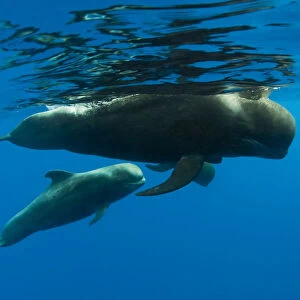 Shortfin pilot whale (Globicephala macrorhynchus) with baby, Canary Islands, Spain