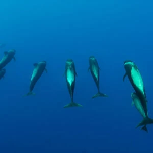 Shortfin pilot whale group (Globicephala macrorhynchus) Canary Islands, Spain, Europe