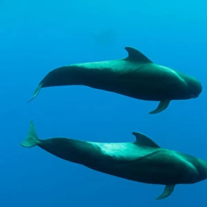 Two Shortfin pilot whales (Globicephala macrorhynchus) Canary Islands, Spain, Europe