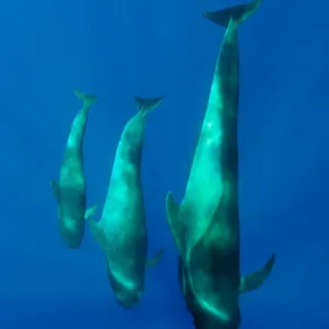 Three Shortfin pilot whales (Globicephala macrorhynchus) Canary Islands, Spain, Europe Three Shortfin pilot whales (Globicephala macrorhynchus) Canary Islands, Spain, Europe