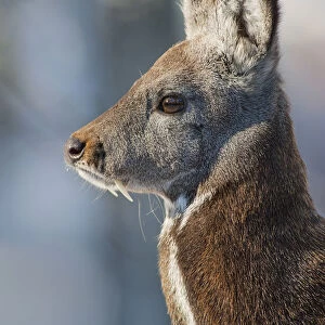 Siberia, n musk deer (Moschus moschiferus) Irkutsk, Siberia, Russia. March