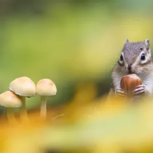 Siberian Chipmunk Print: Wild Hazelnut Scene Siberian Chipmunk Print: Wild Hazelnut Scene