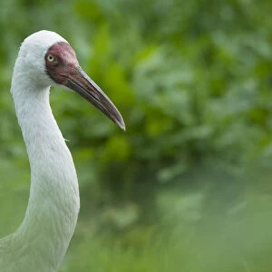 Siberian crane (Grus leucogeranus) critically endangered, captive