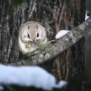 Siberian flying squirrel Print, feeding on Sakhalin fir tree Siberian flying squirrel Print, feeding on Sakhalin fir tree