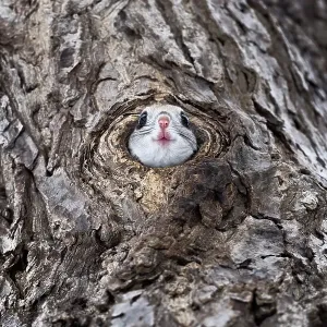 Siberian flying squirrel (Pteromys volans orii) peeking out from its nests prior to exiting. Hokkaido, Japan. March Siberian flying squirrel (Pteromys volans orii) peeking out from its nests prior to exiting. Hokkaido, Japan. March