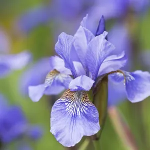 L'iris sibérien (Iris sibirica), Basse-Saxe, Allemagne. L'iris sibérien (Iris sibirica), Basse-Saxe, Allemagne.