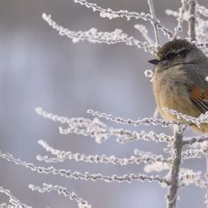 Siberian jay (Perisoreus infaustus) Putoransky State Nature Reserve, Putorana Plateau