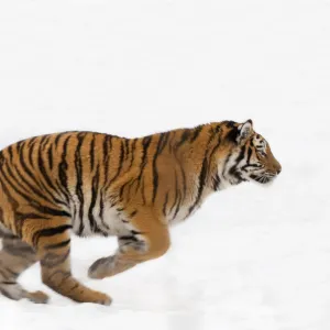 Siberian tiger (Panthera tigris altaica) running in snow, captive