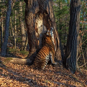 Siberian tiger (Panthera tigris altaica) sitting and scent marking tree in forest by rubbing body against it, Land of the Leopard National Park, Russian Far East. Endangered. Taken with remote camera. September
