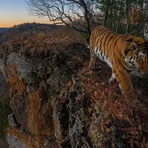 Siberian tiger (Panthera tigris altaica) walking on cliff top at the edge of mountainous forest with forested valley below, Land of the Leopard National Park, Russian Far East. Endangered. Taken with remote camera. October Siberian tiger (Panthera tigris altaica) walking on cliff top at the edge of mountainous forest with forested valley below, Land of the Leopard National Park, Russian Far East. Endangered. Taken with remote camera. October