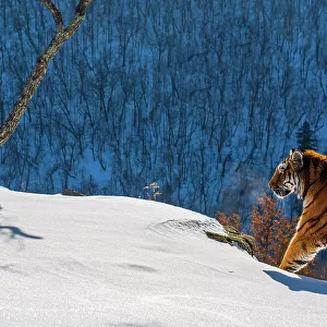 Siberian tiger (Panthera tigris altaica) walking on snowy slope with forest behind, Land of the Leopard National Park, Russian Far East. Endangered. Taken with remote camera. December