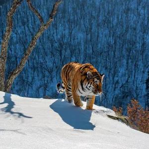 Siberian tiger (Panthera tigris altaica) walking on snowy slope with forest behind, Land of the Leopard National Park, Russian Far East. Endangered. Taken with remote camera. December