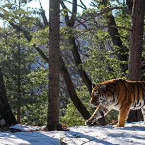 Siberian tiger (Panthera tigris altaica) walking through snowy forest, Land of the Leopard National Park, Russian Far East. Endangered. Taken with remote camera. January