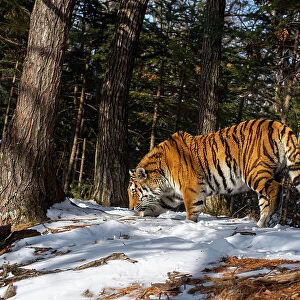 Siberian tiger (Panthera tigris altaica) smelling ground in snowy forest, Land of the Leopard National Park, Russian Far East. Endangered. Taken with remote camera. March