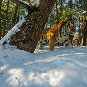 Siberian tiger (Panthera tigris altaica) walking through snowy forest, Land of the Leopard National Park, Russian Far East. Endangered. Taken with remote camera. December