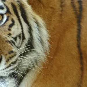 Siberian tiger {Panthera tigris altaica} close-up, captive Siberian tiger {Panthera tigris altaica} close-up, captive
