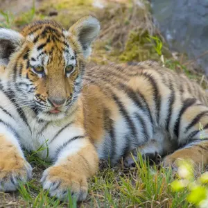 Captive Siberian Tiger Cub Print Captive Siberian Tiger Cub Print