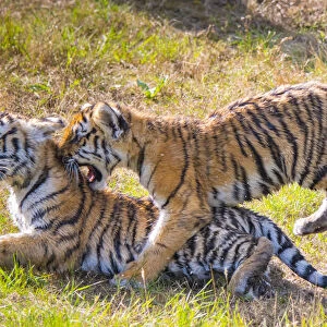 Siberian tiger (Panthera tigris altaica) cubs, age 3 months, playing. Captive