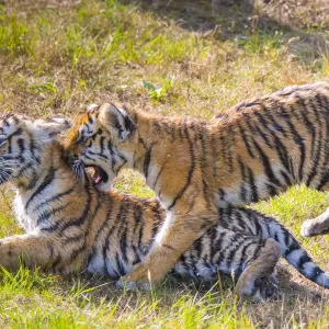 Siberian tiger (Panthera tigris altaica) cubs, age 3 months, playing. Captive Siberian tiger (Panthera tigris altaica) cubs, age 3 months, playing. Captive