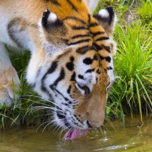 Siberian tiger (Panthera tigris altaica) drinking, captive Siberian tiger (Panthera tigris altaica) drinking, captive