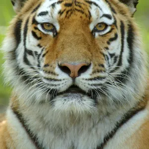 Siberian tiger {Panthera tigris altaica} face portrait, captive