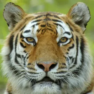 Siberian Tiger Face Portrait Print Siberian Tiger Face Portrait Print