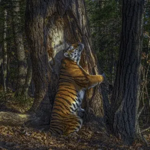 Tigers